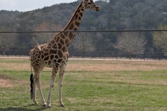 GIRAFFE