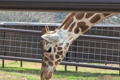 GIRAFFE