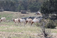 SCIMITAR HORNED ORYX