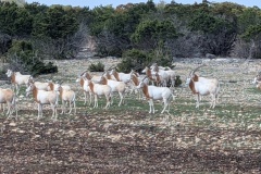 SCIMITAR HORNED ORYX