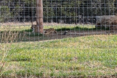 CHEETAH