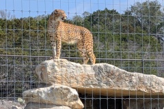 CHEETAH