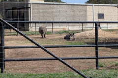 WHITE RHINOCEROS