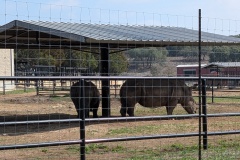 WHITE RHINOCEROS