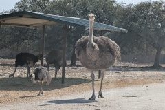 Ostriches and Emu (L)