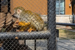 SQUIRREL MONKEY