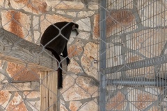 DE BRAZZA'S MONKEY