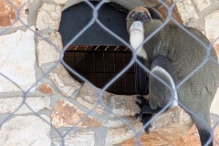 DE BRAZZA'S MONKEY