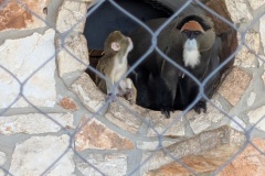 Youngster with DE BRAZZA'S MONKEY